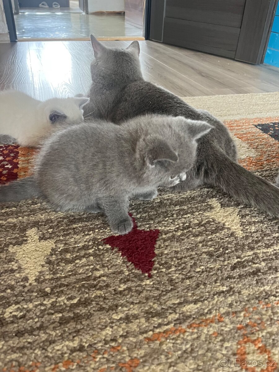 Britské kotatka - 4