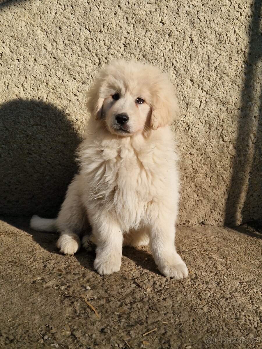 Slovenský čuvač - 4