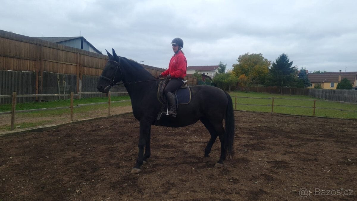 Kladrubský kůň - klisna stáří 11 let - 4