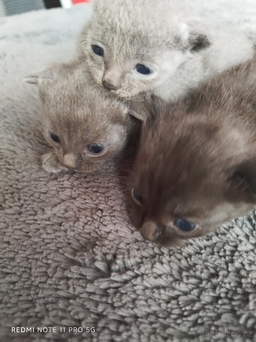 Britská koťátka - 4