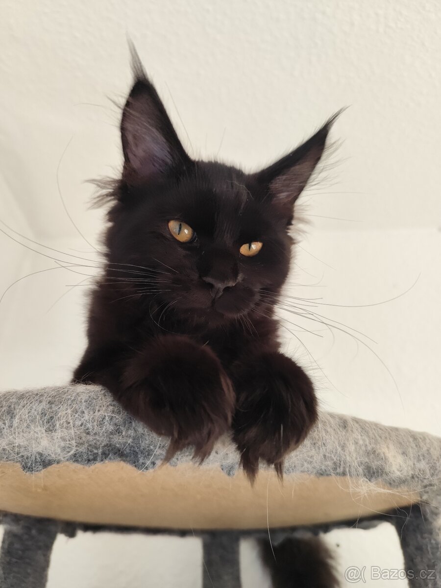 Mainská mývalí kočka - 4