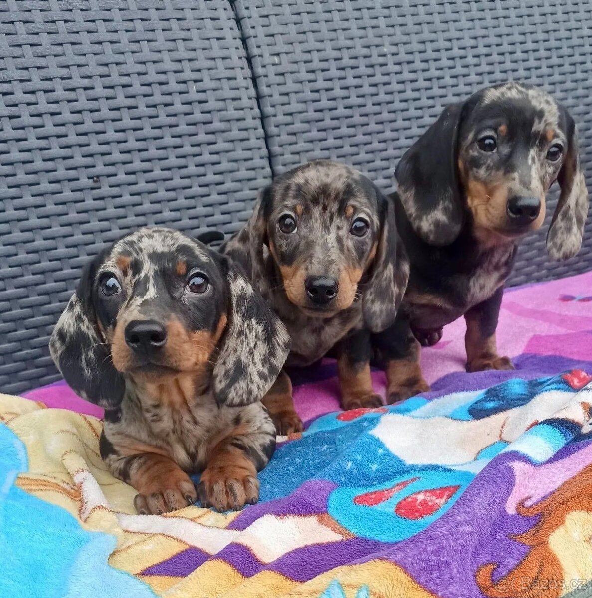 Jezevčík trpasličí hladkosrstý merle - 4