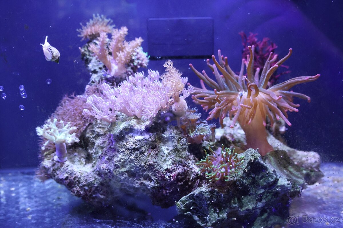 Mořské akvárium - 4