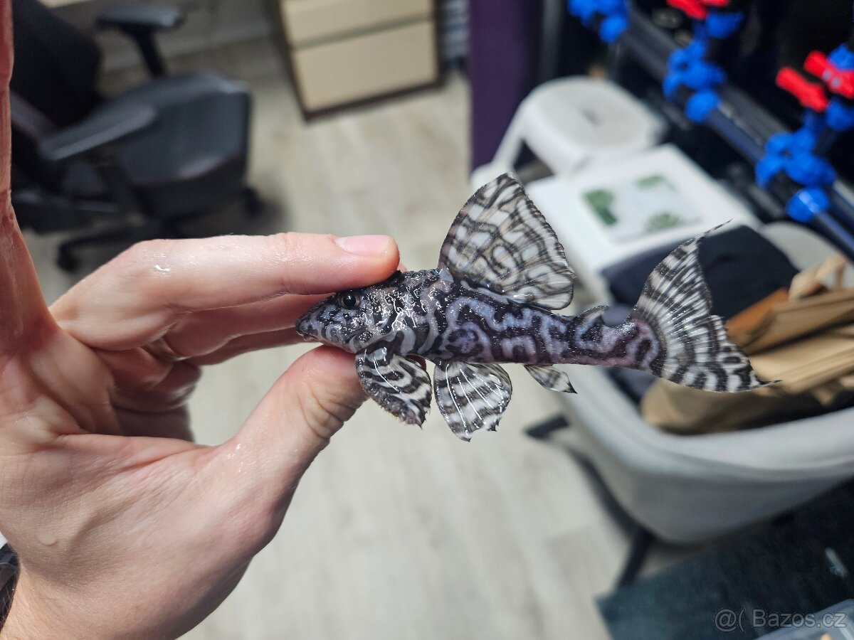 L 236 Super White - chovné páry - 4