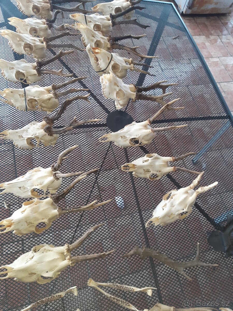 Prodám srnčí paroži - 4