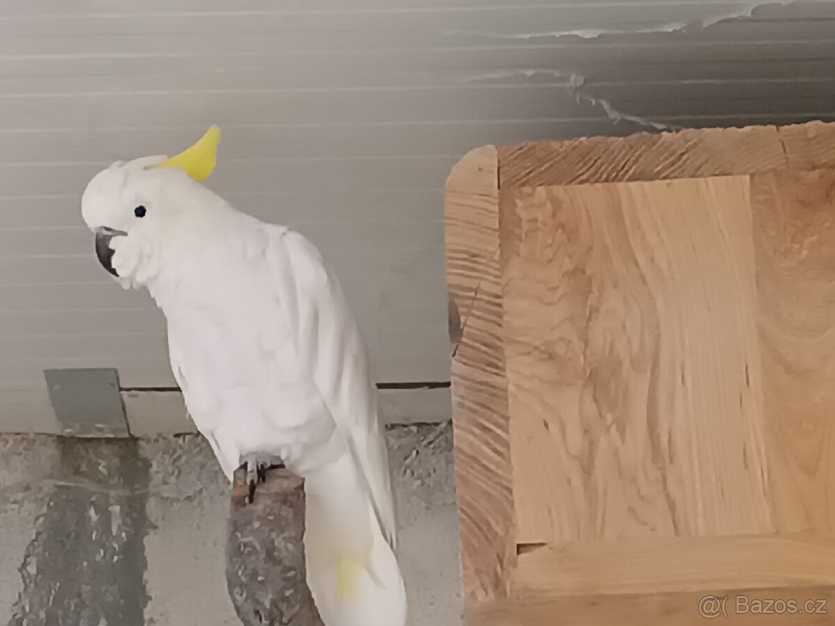 Kakadu Žlutočečelaty - 4