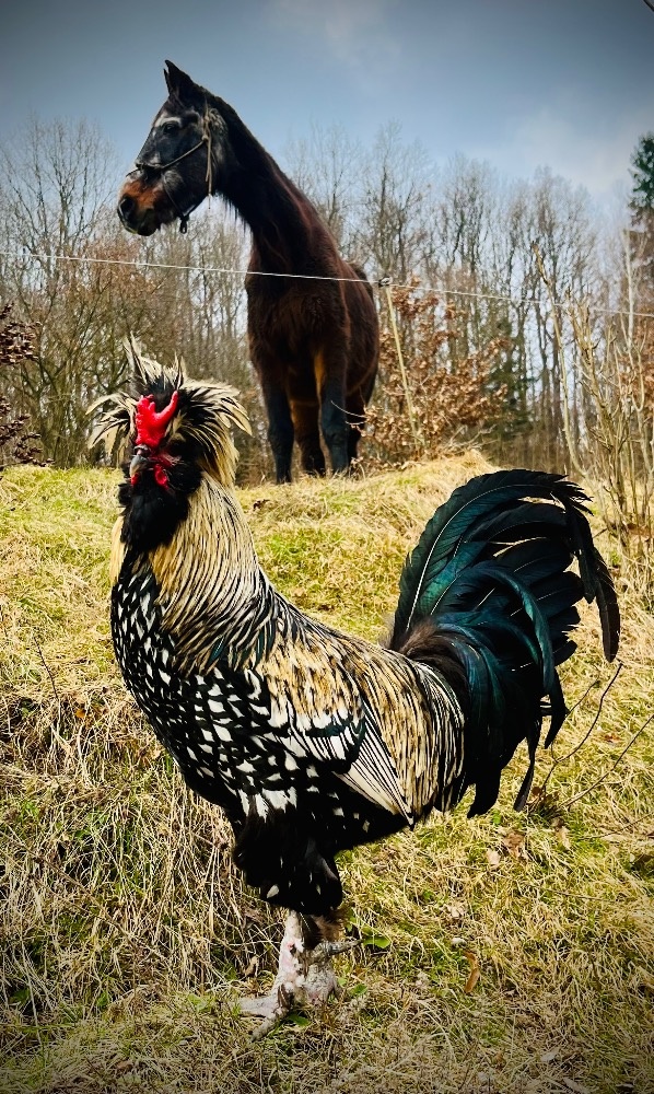 Násadová vejce - 4