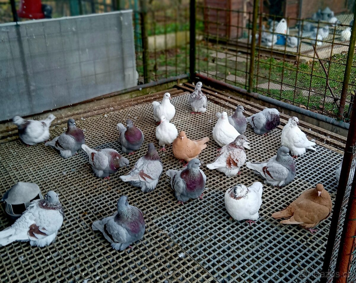 prodám mondény - 4