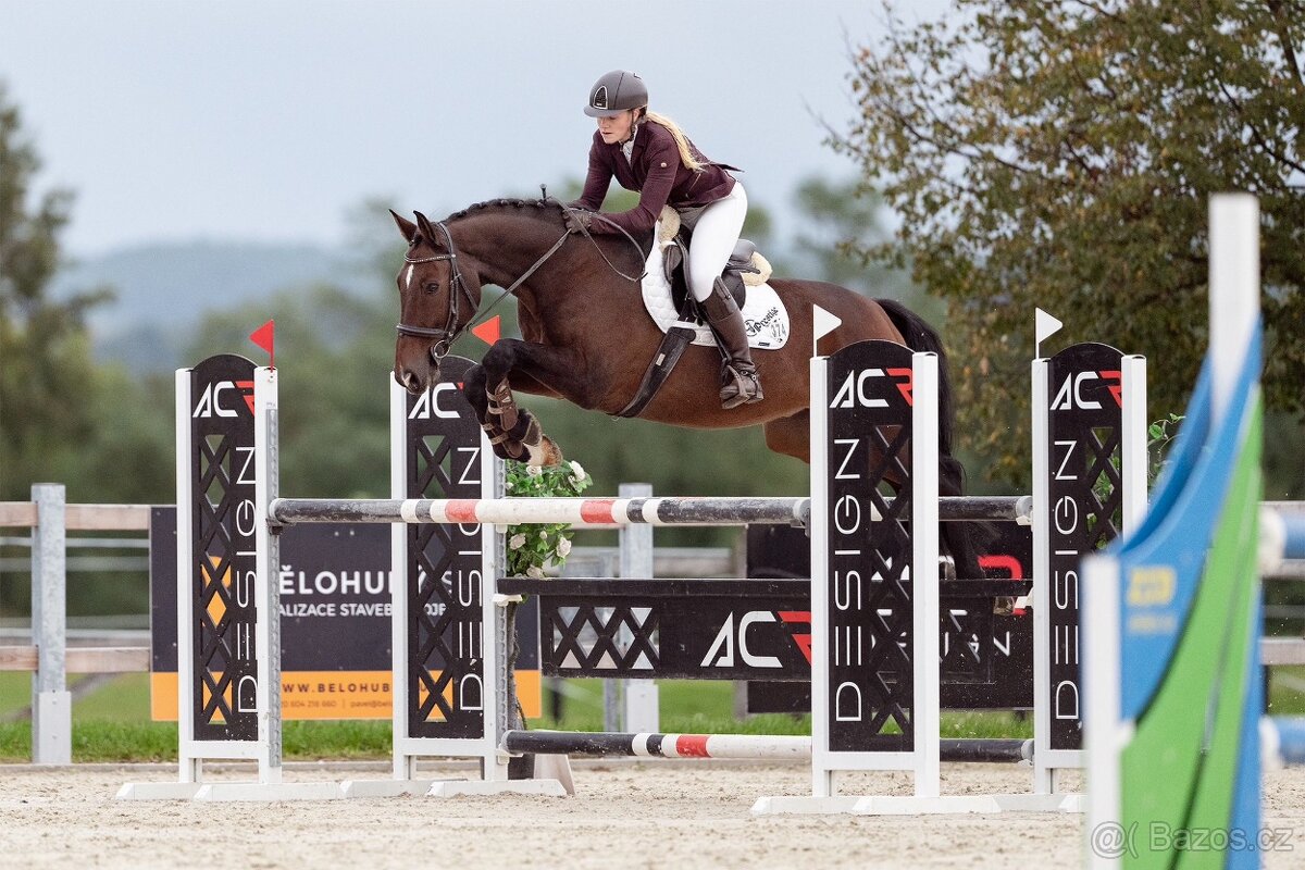 Hannoverský valach - 4