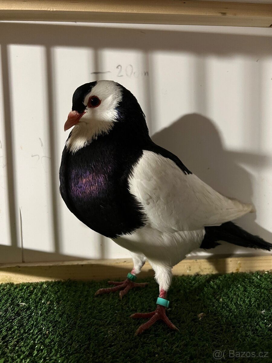 Český stavák černý Sedlatý - Samec - 4