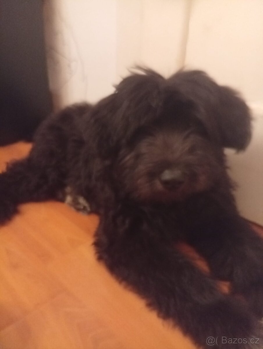 Prodám štěně - 4