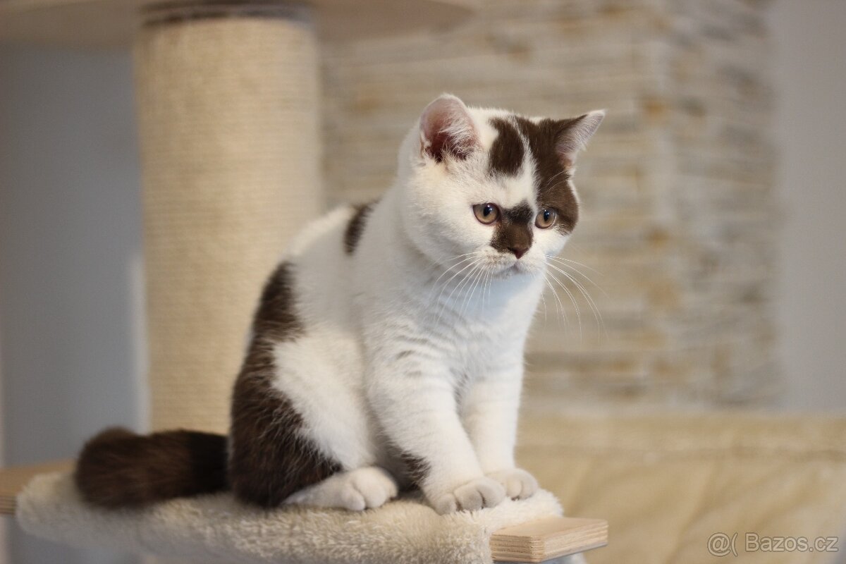 Britská koťátka s PP - 4