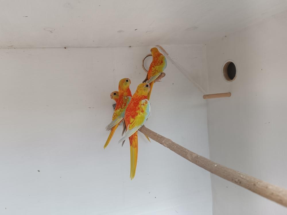 Neofémy a Kakariki - 4