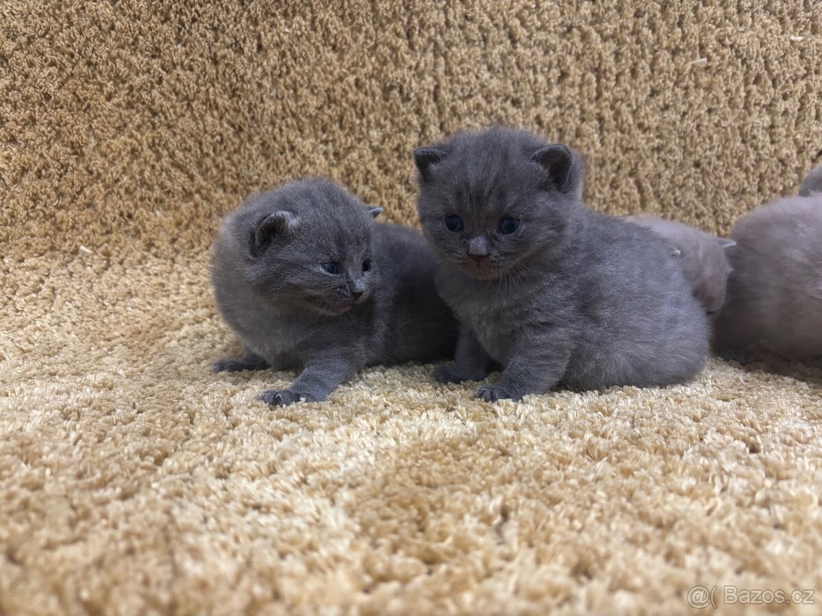 Britská koťátka - 4