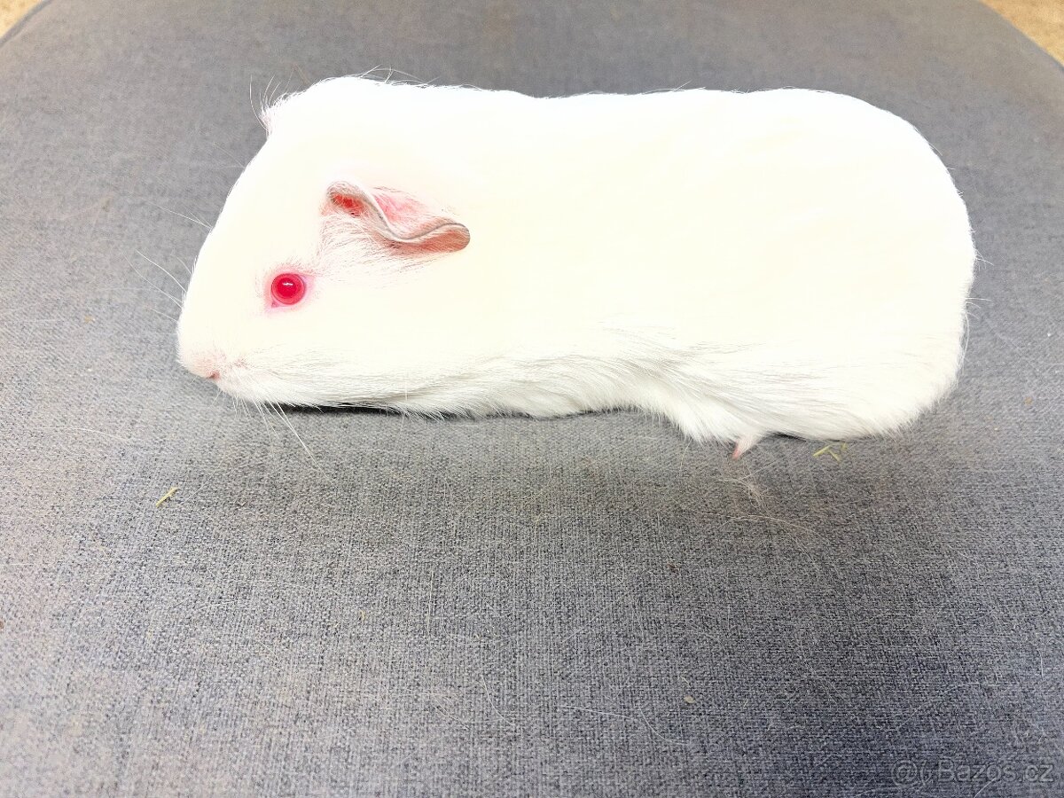 Morče, morčata - hladká, prodej - 4