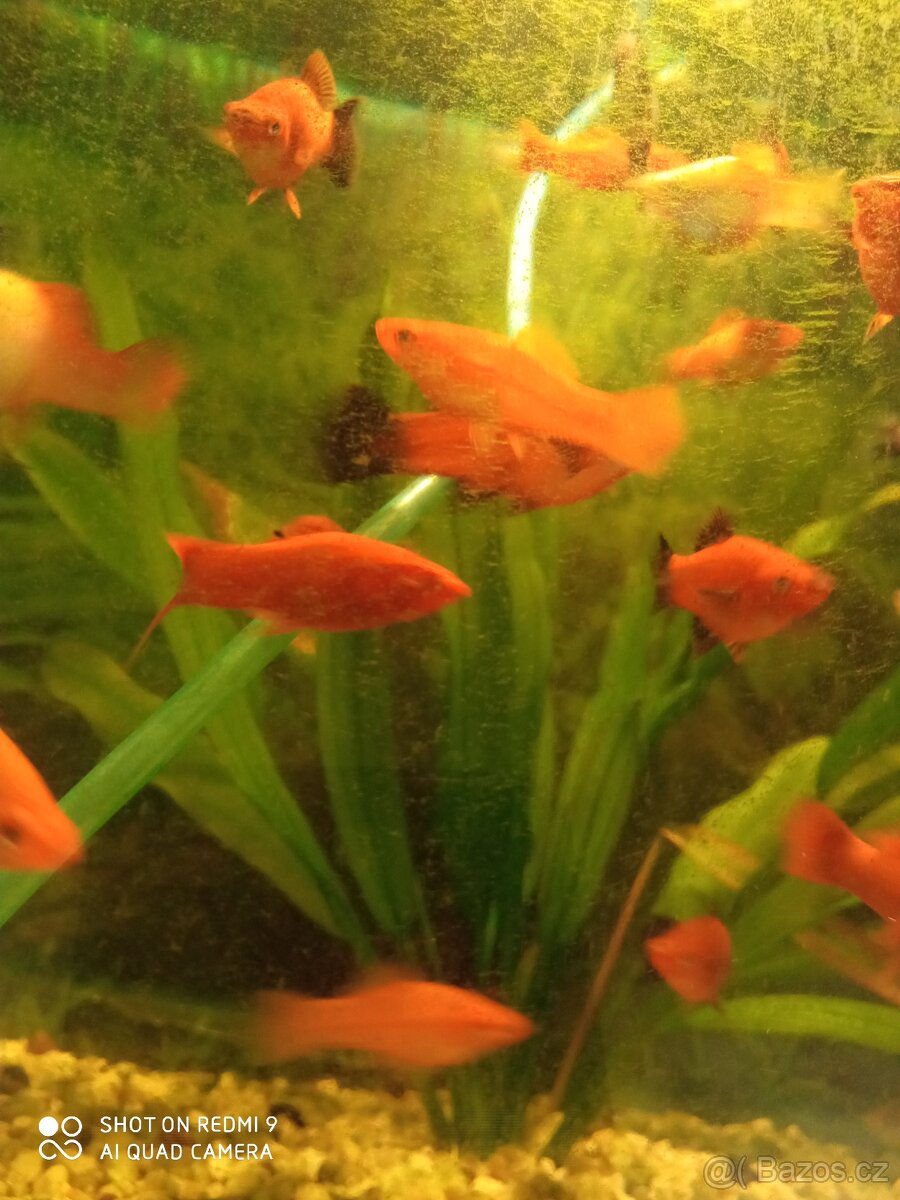 prodej novinek ze dvora - 4