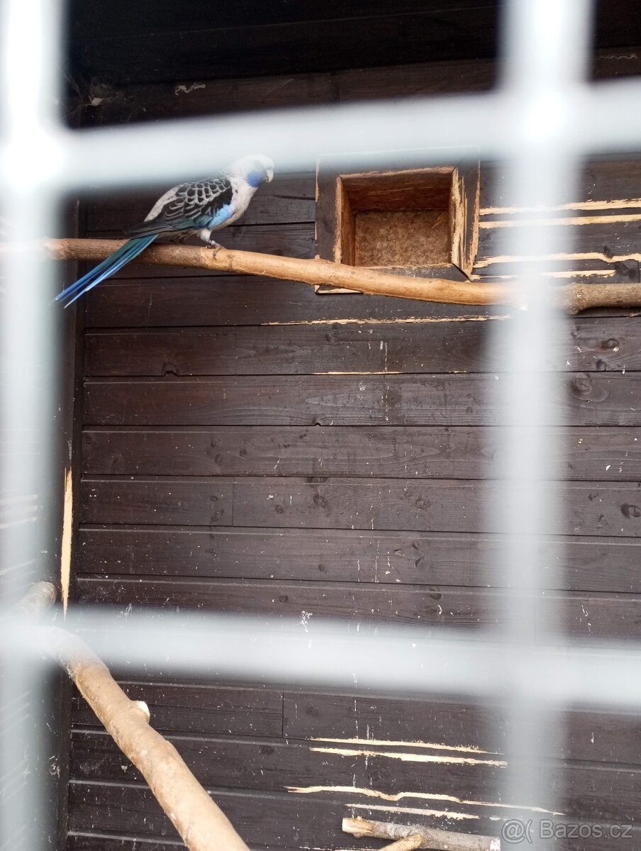 rosela penant modrá - 4