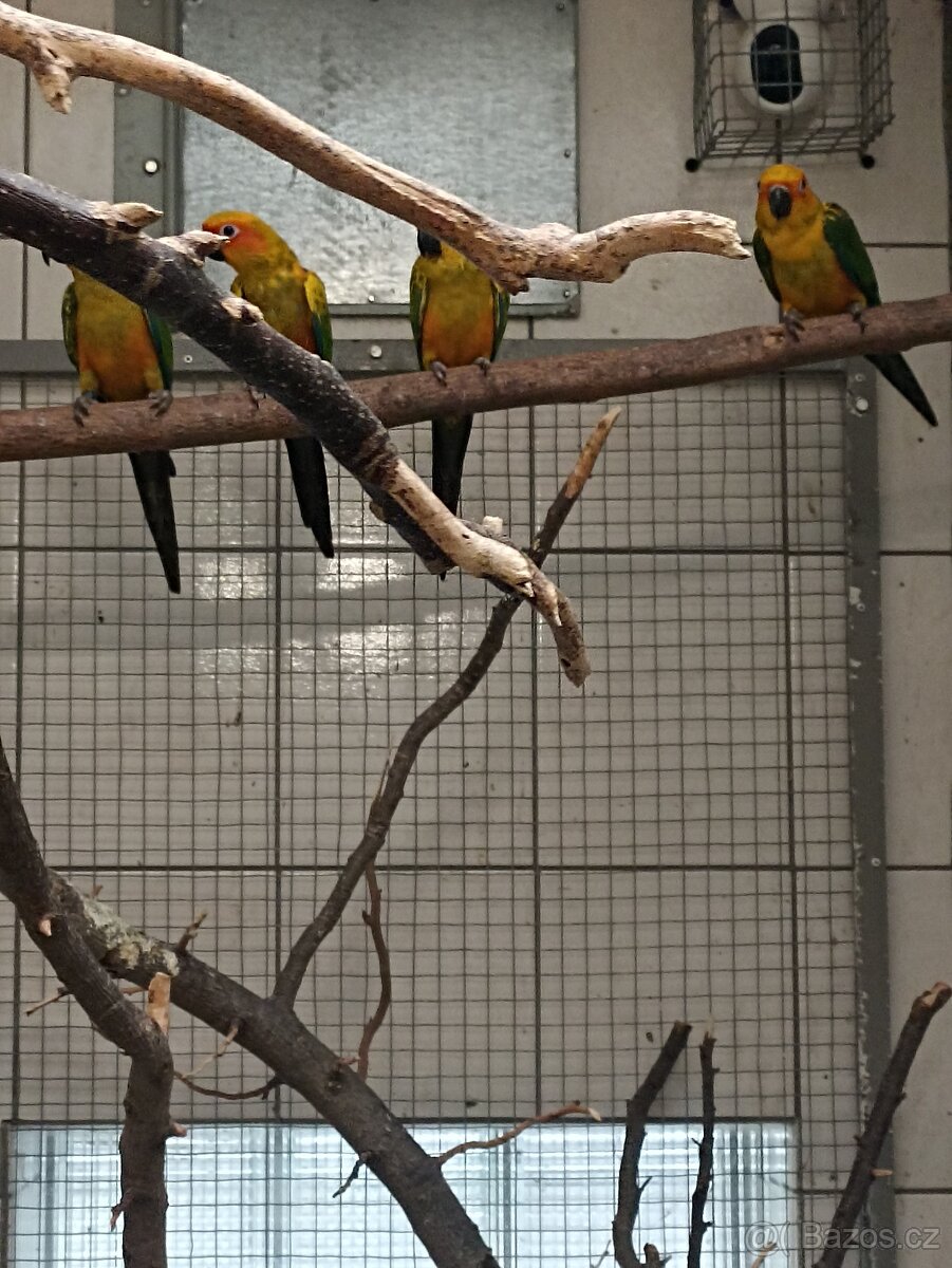 Aratinga sluneční - 4