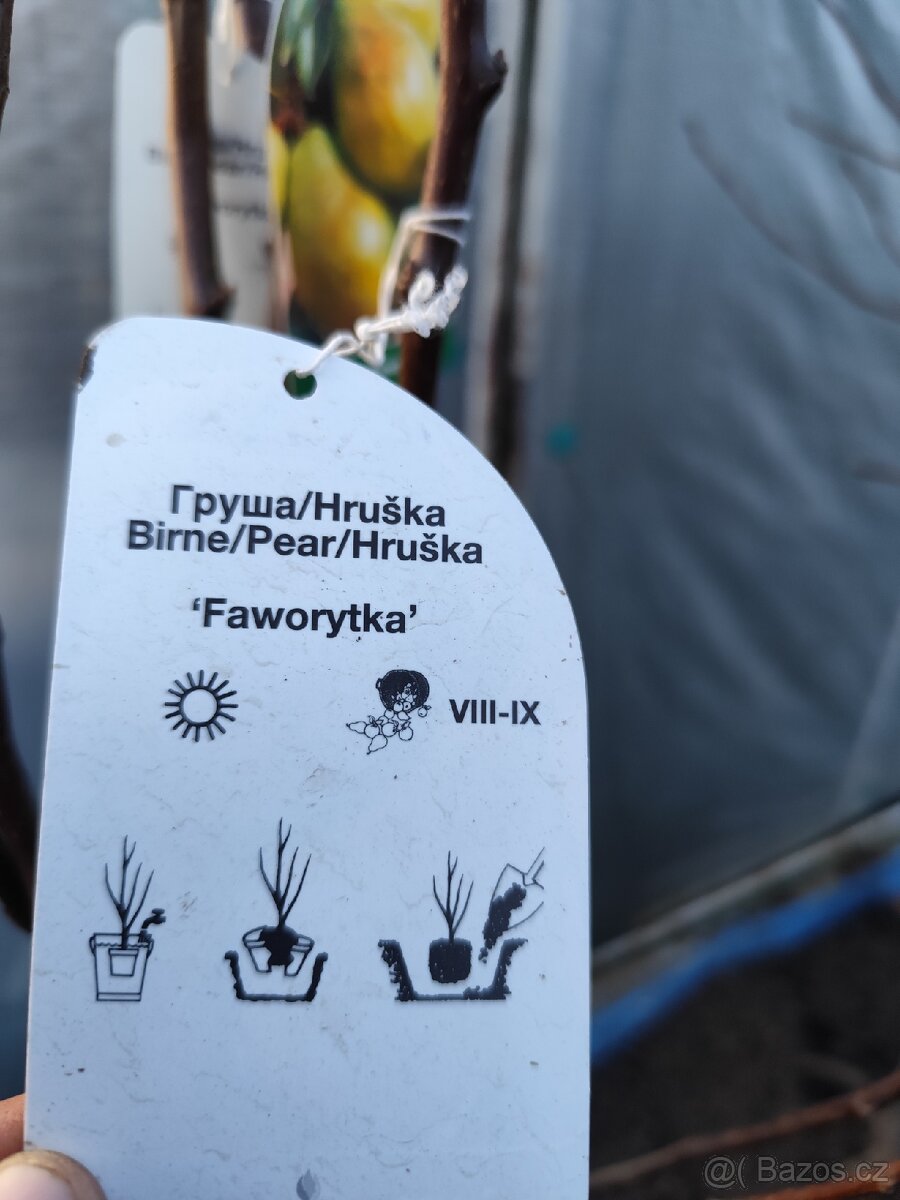 Ovocné stromky a keře - 4