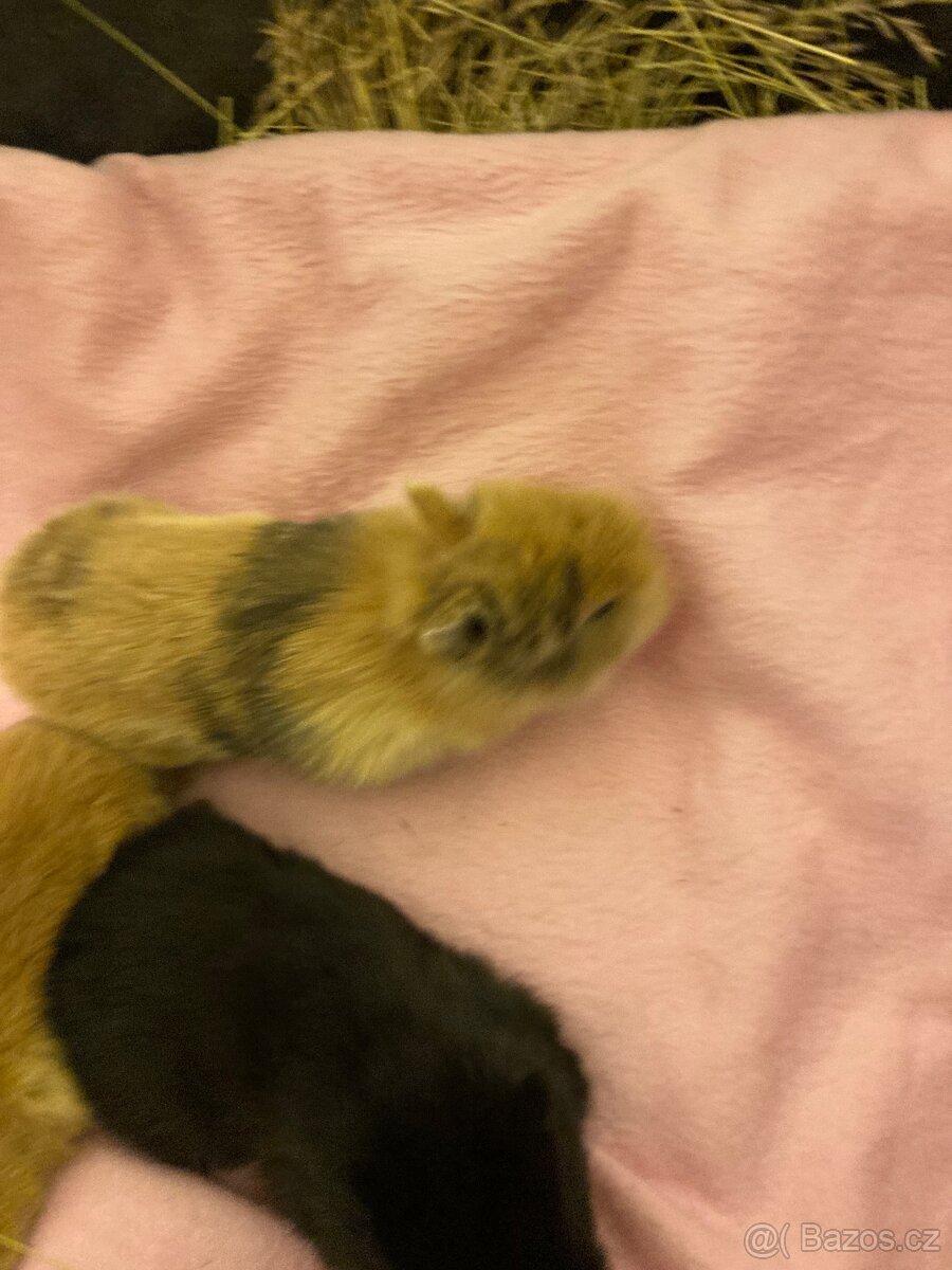 Zakrslí králík - 4