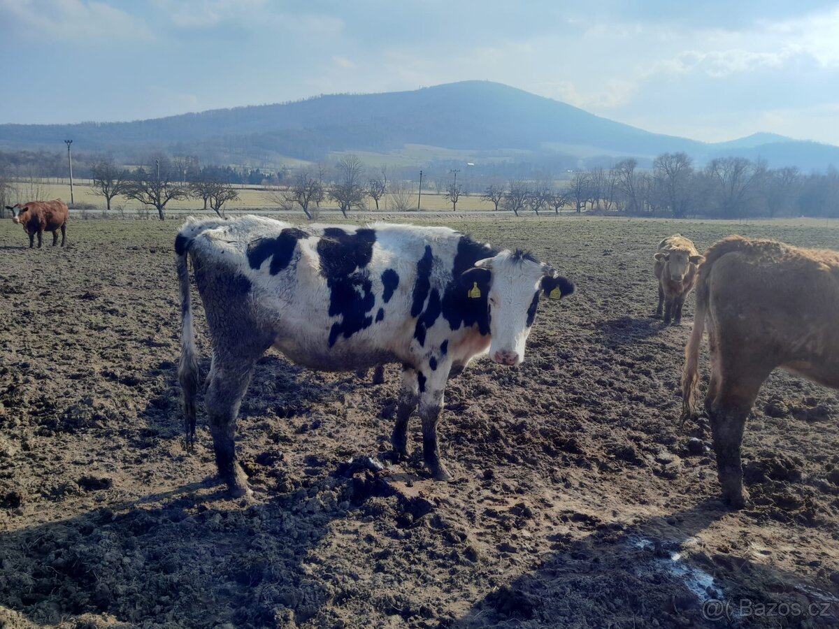 Březí jalovice H100 - 4