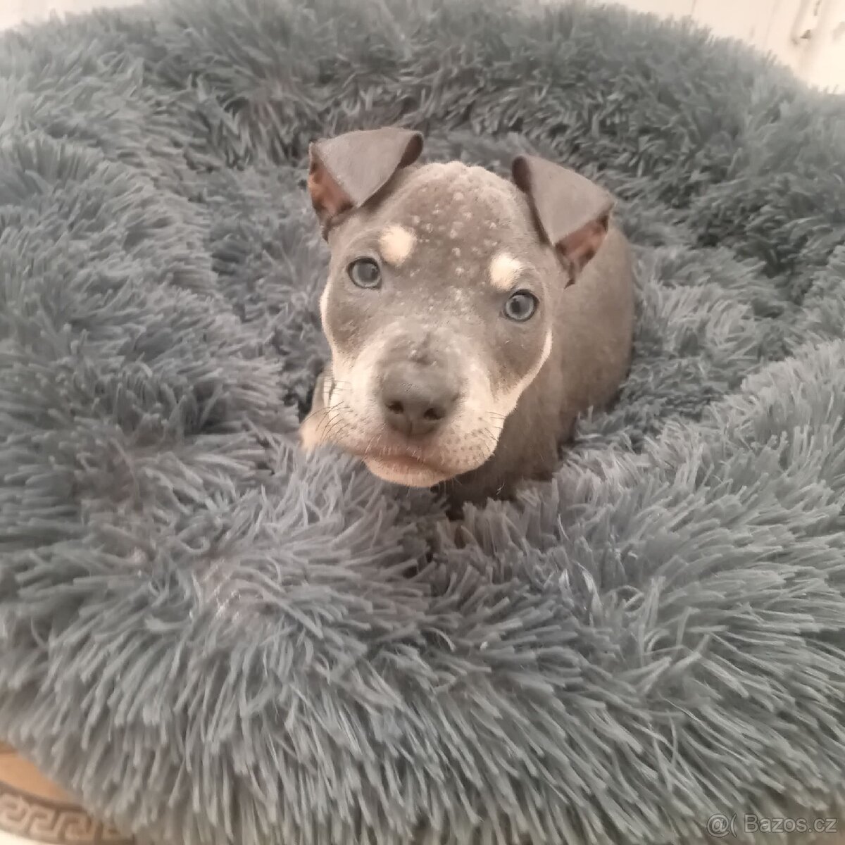 Stafordšírský bulterier/teriér - 4