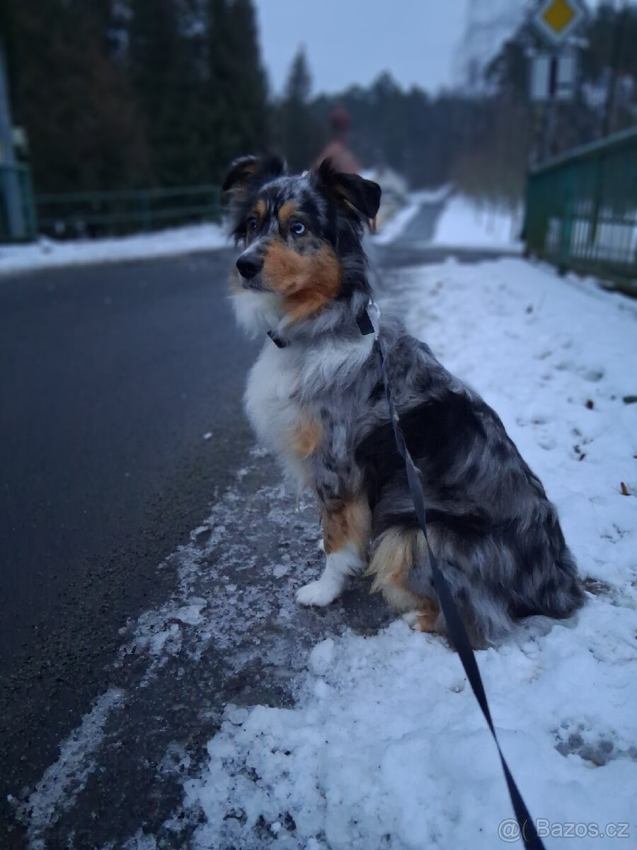 Jess hledám domov - 4