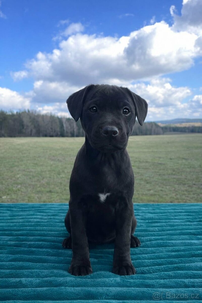 Patterdale teriér - 4