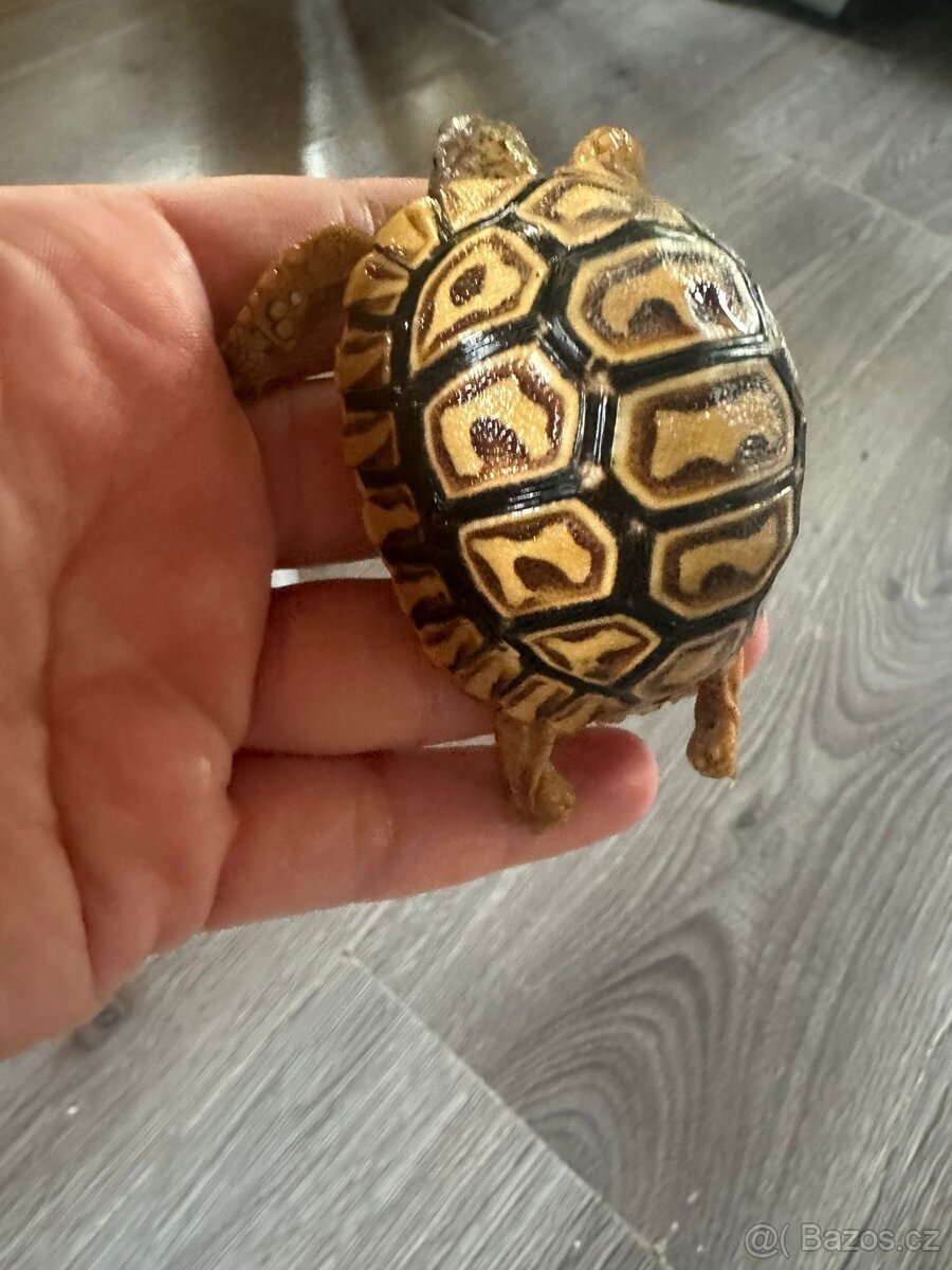 Želva pardáli - 4