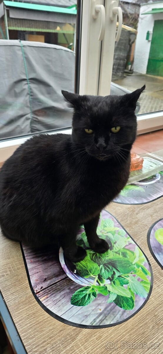 Osiřelý Čertík - 4