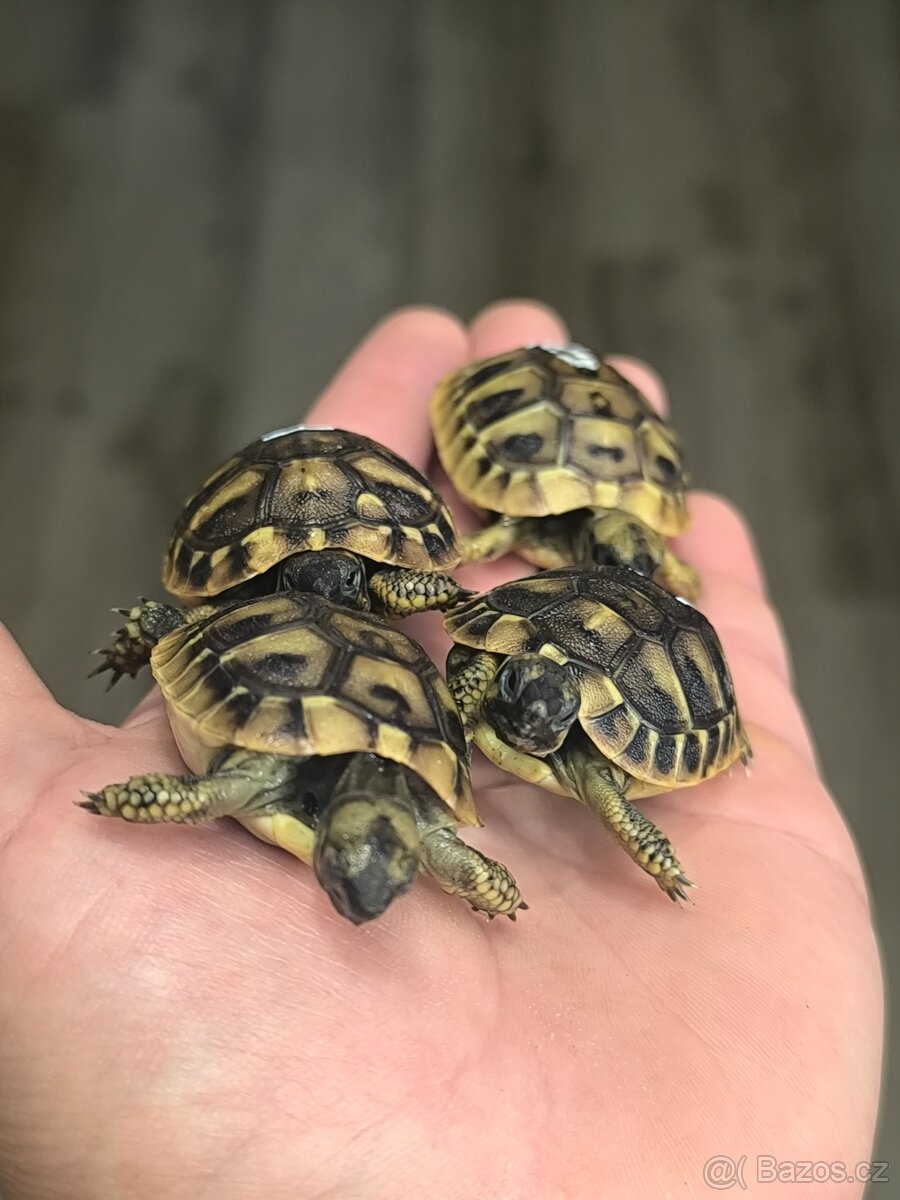 Želva zelenavá - 4