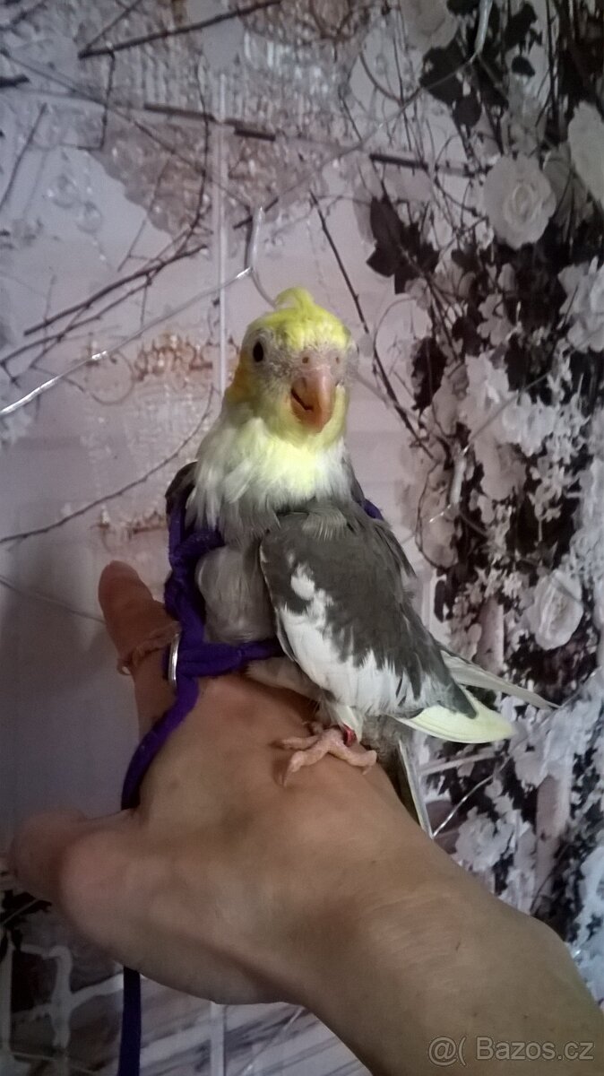 KORELA RUCNE DOKRMENA UCENA NA KSIRKY KLUK - 4