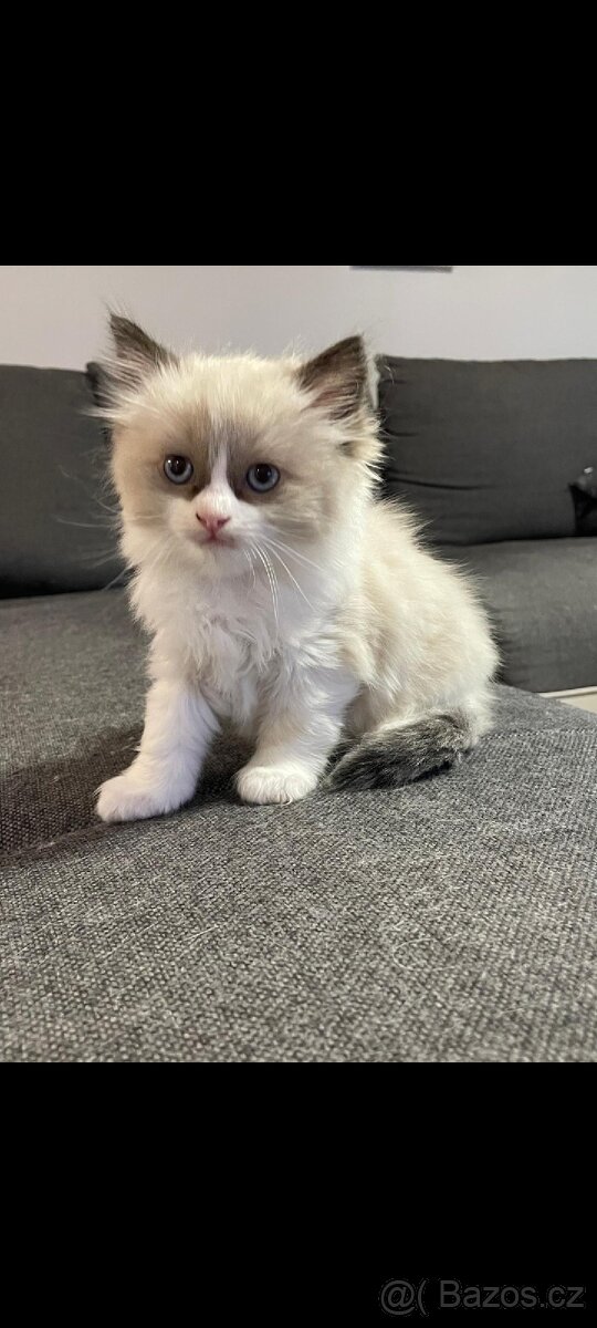 Koťátka Ragdoll - 4