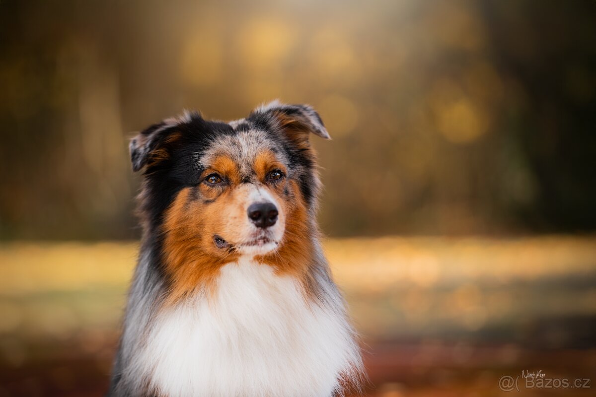 Australský ovčák - krytí chovným psem - 4