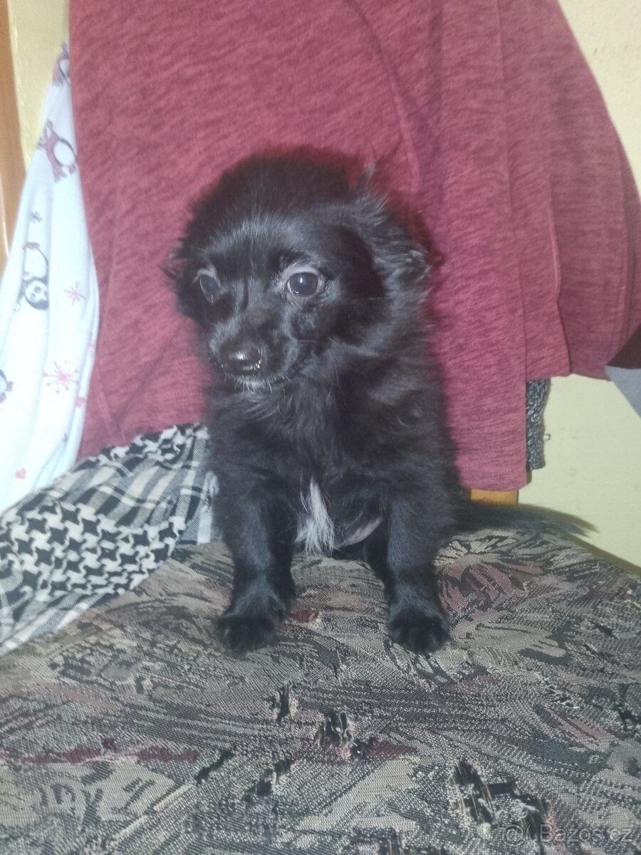 Štěně čivavy - 4