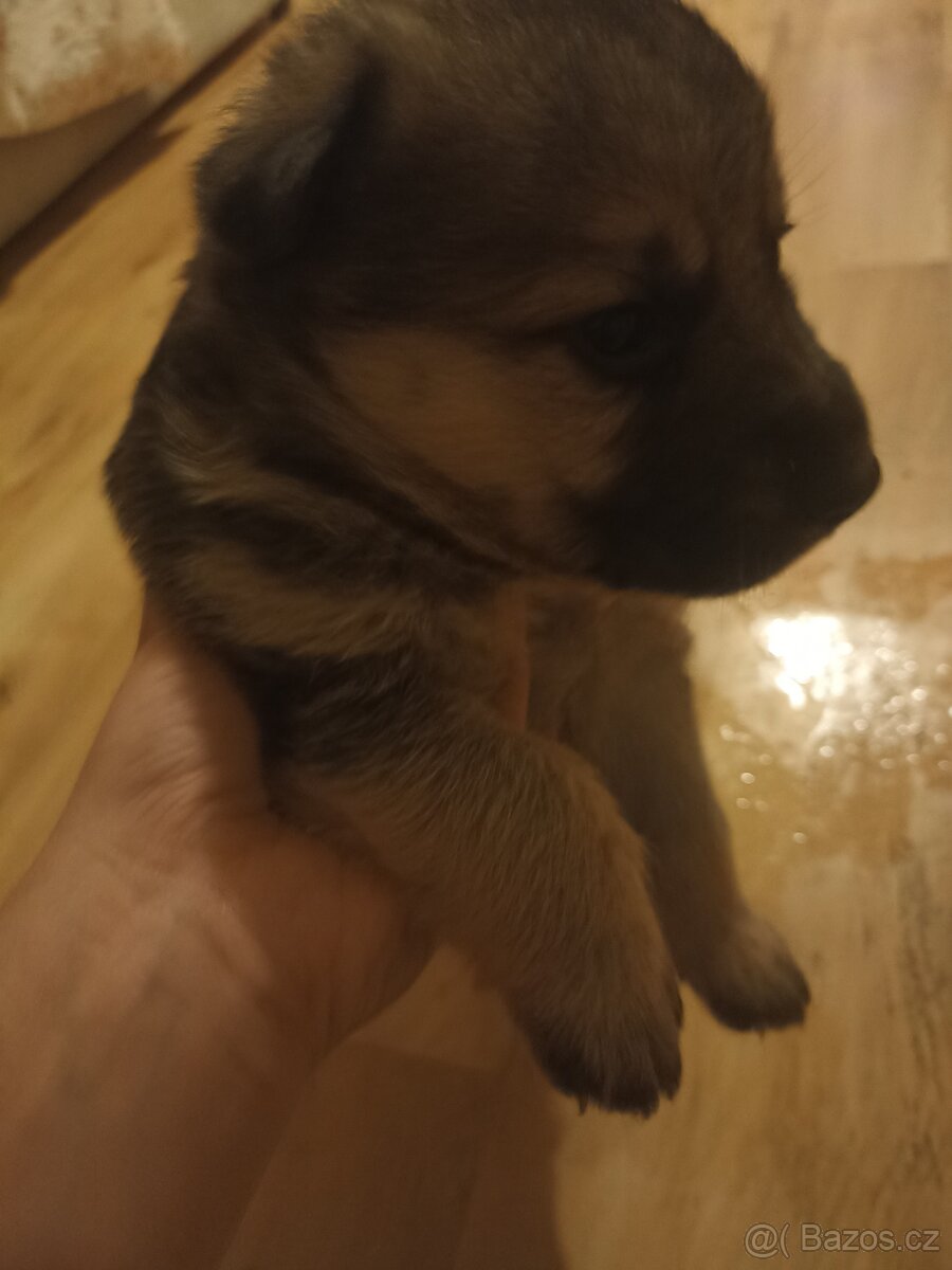 Štěňata NO - 4