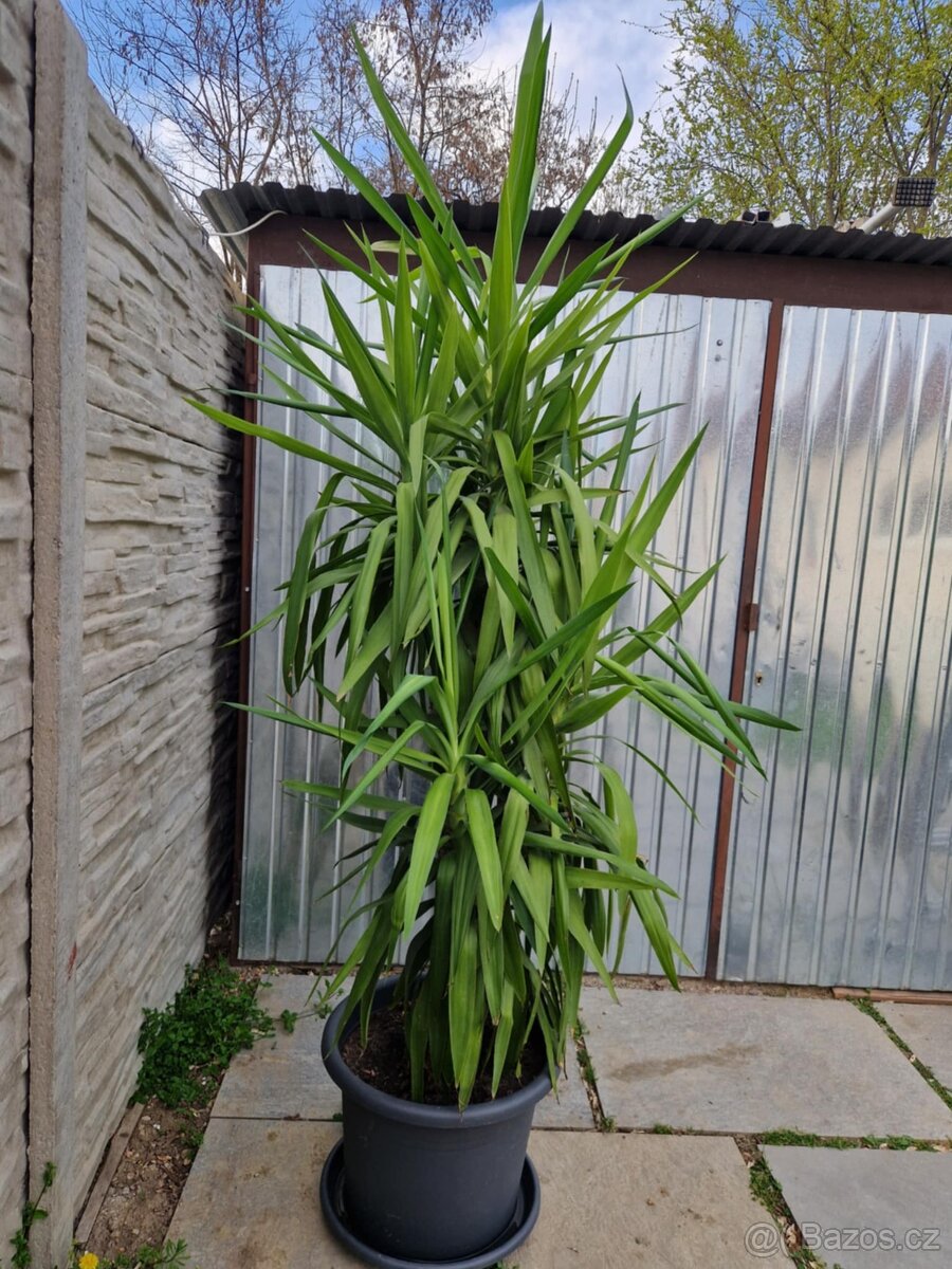 Juka obrovská 220 cm vysoká. - 4