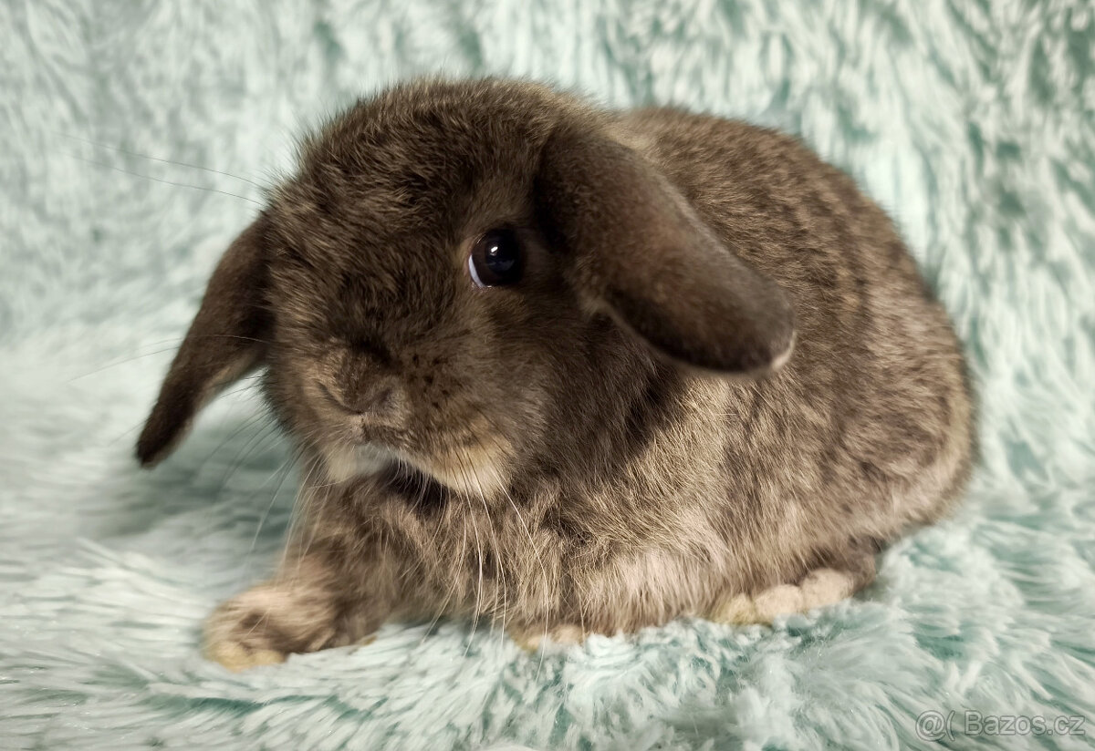 ⭐️ Vánoční ⭐️ Zakrslí beránci 🍀⭐️🍀 - 4