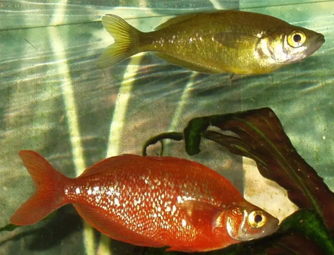 Gavunek lososovy - 4