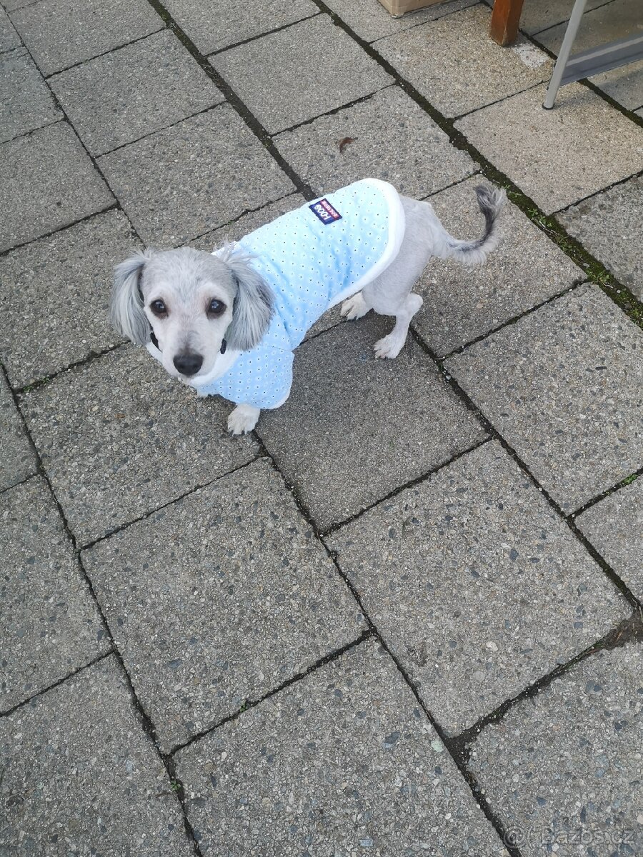 Havansky psík ke krytí - 4