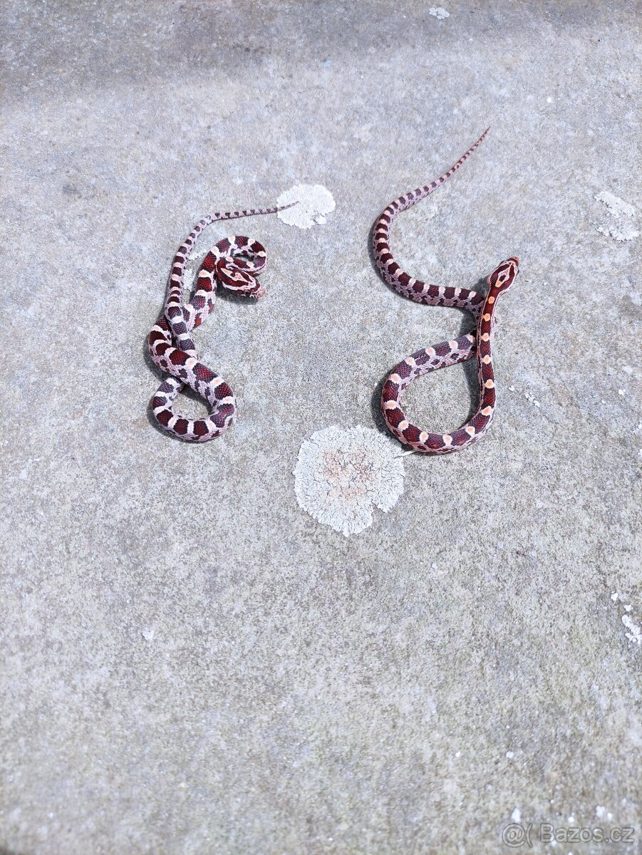 užovka červená, terárium - 4