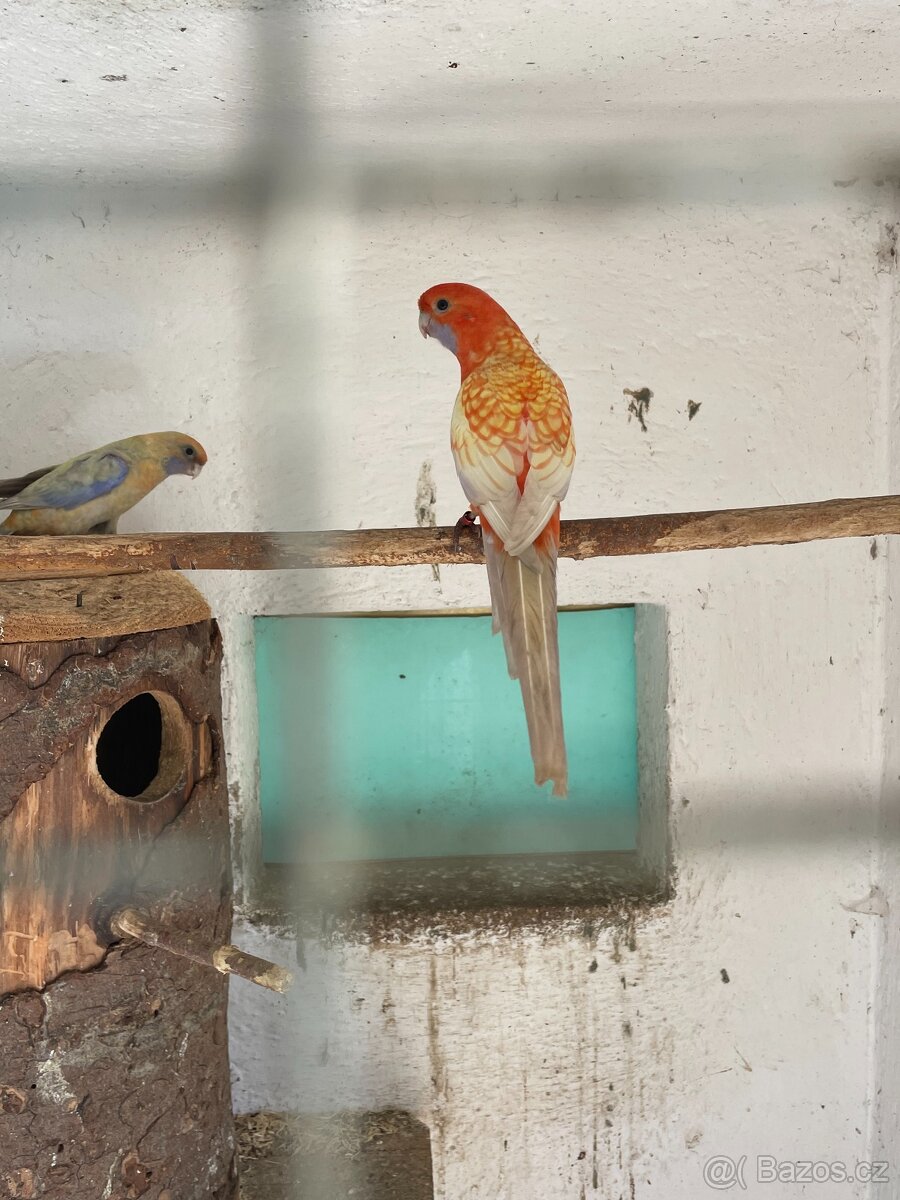 Prodej papoušku - 4