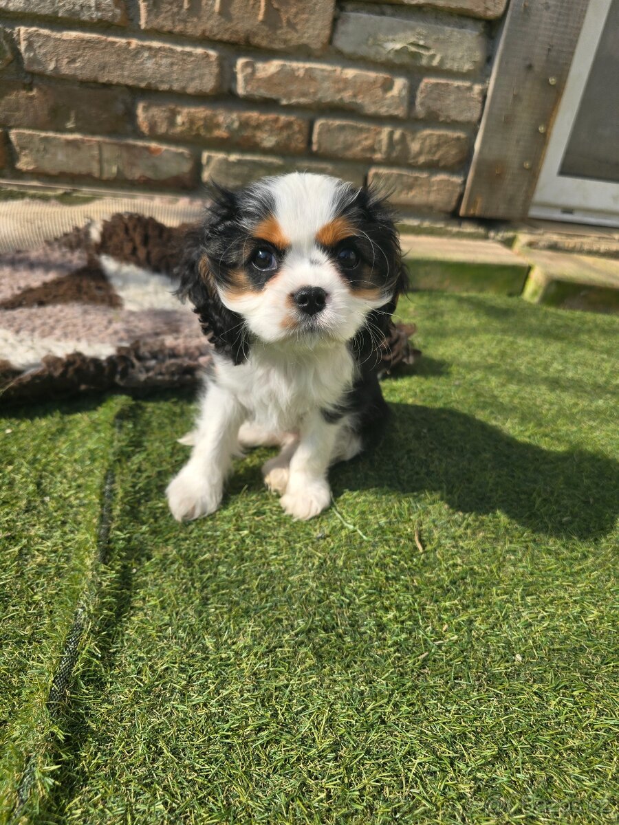 Cavalier King Charles Spaniel - 4