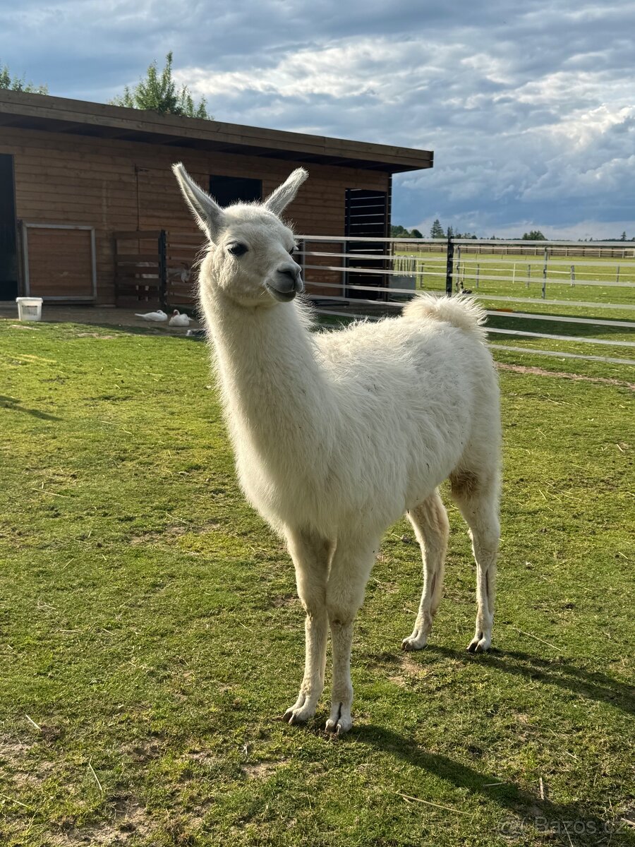 Prodám lamu krotkou, ochočený, kontaktní - 4