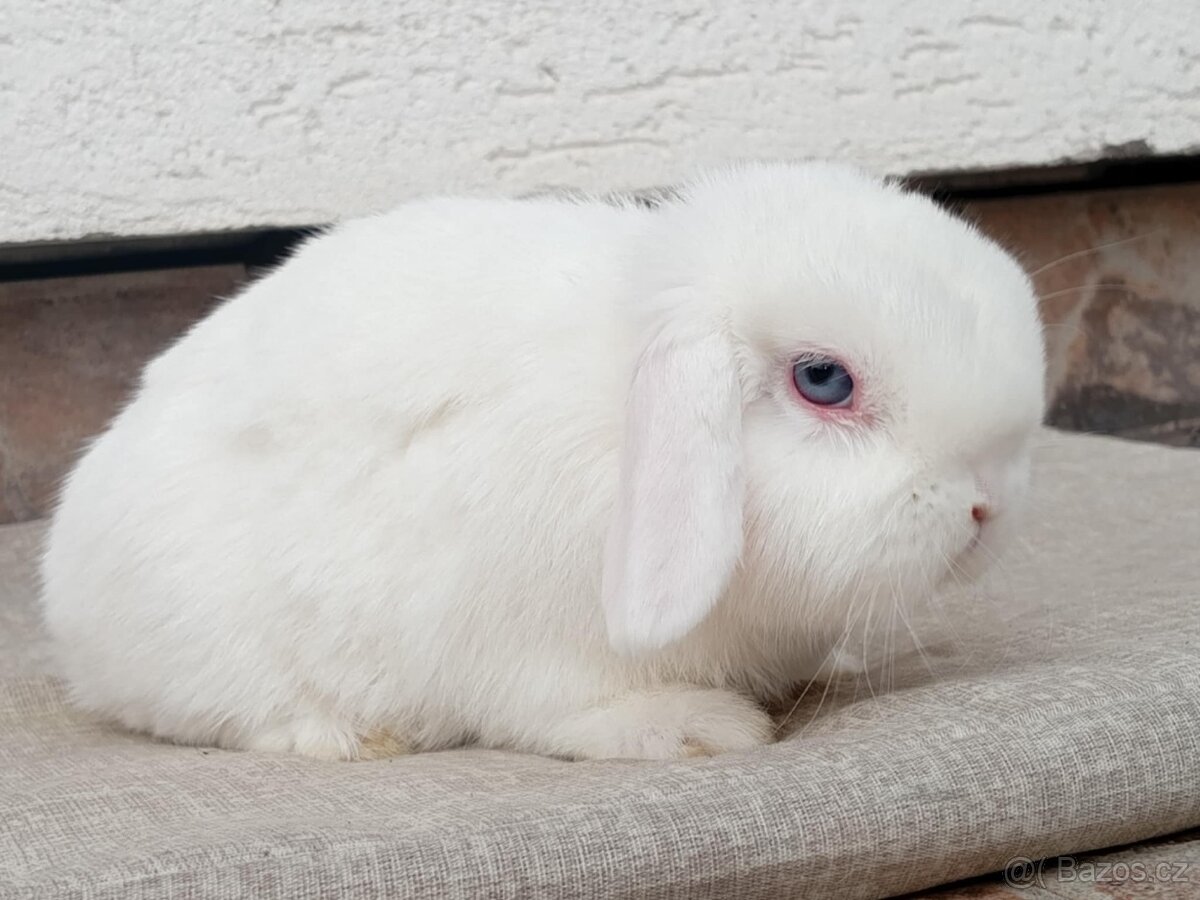 Volný Sameček - Anglický Zakrslý Beránek MiniLop🍑🧡🤍 - 4