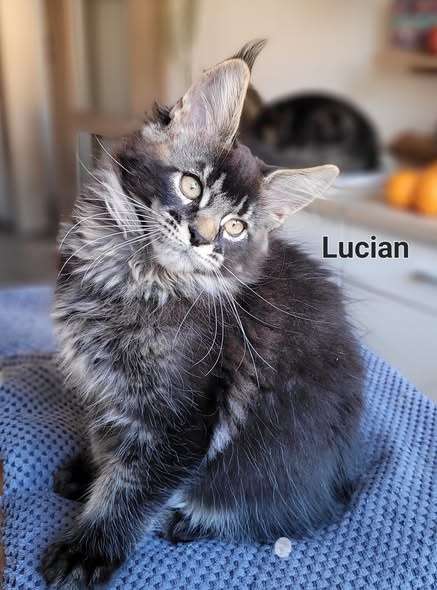 Mainská mývalí koťátka s PP - 4