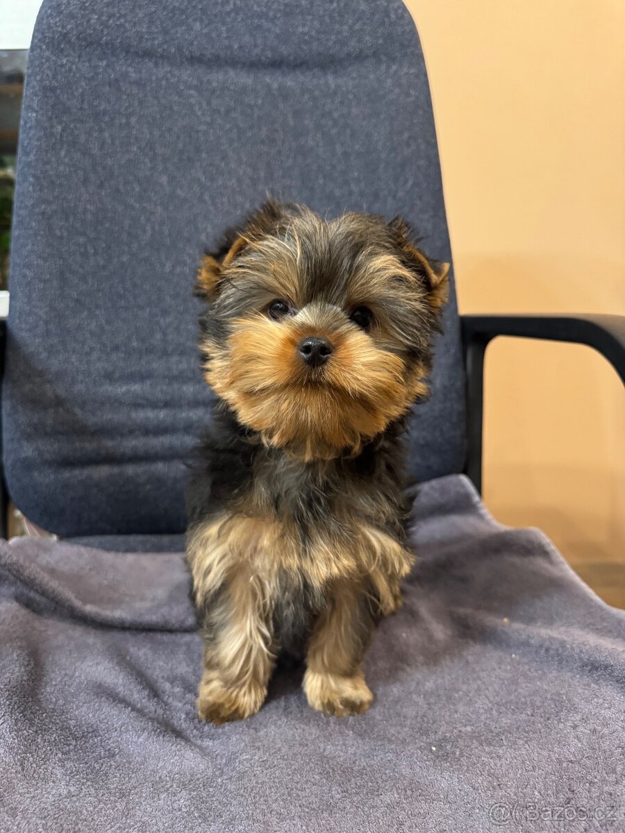 Jorkšírský teriér - 4