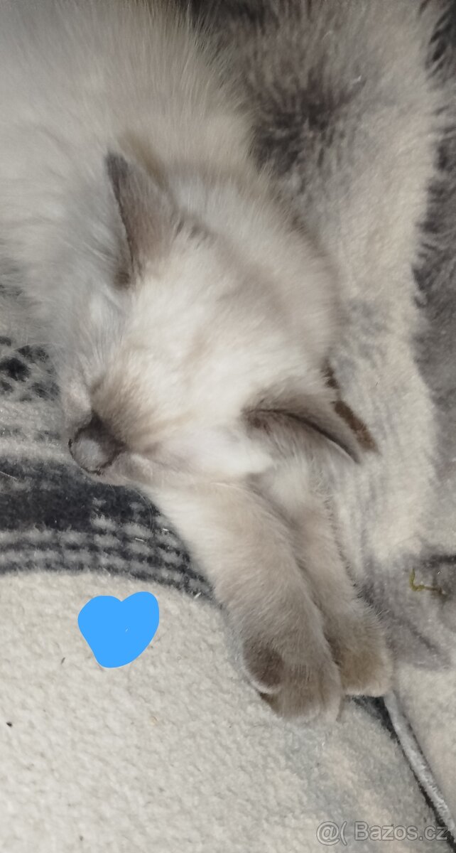 Ragdoll koťátka bez PP - 4