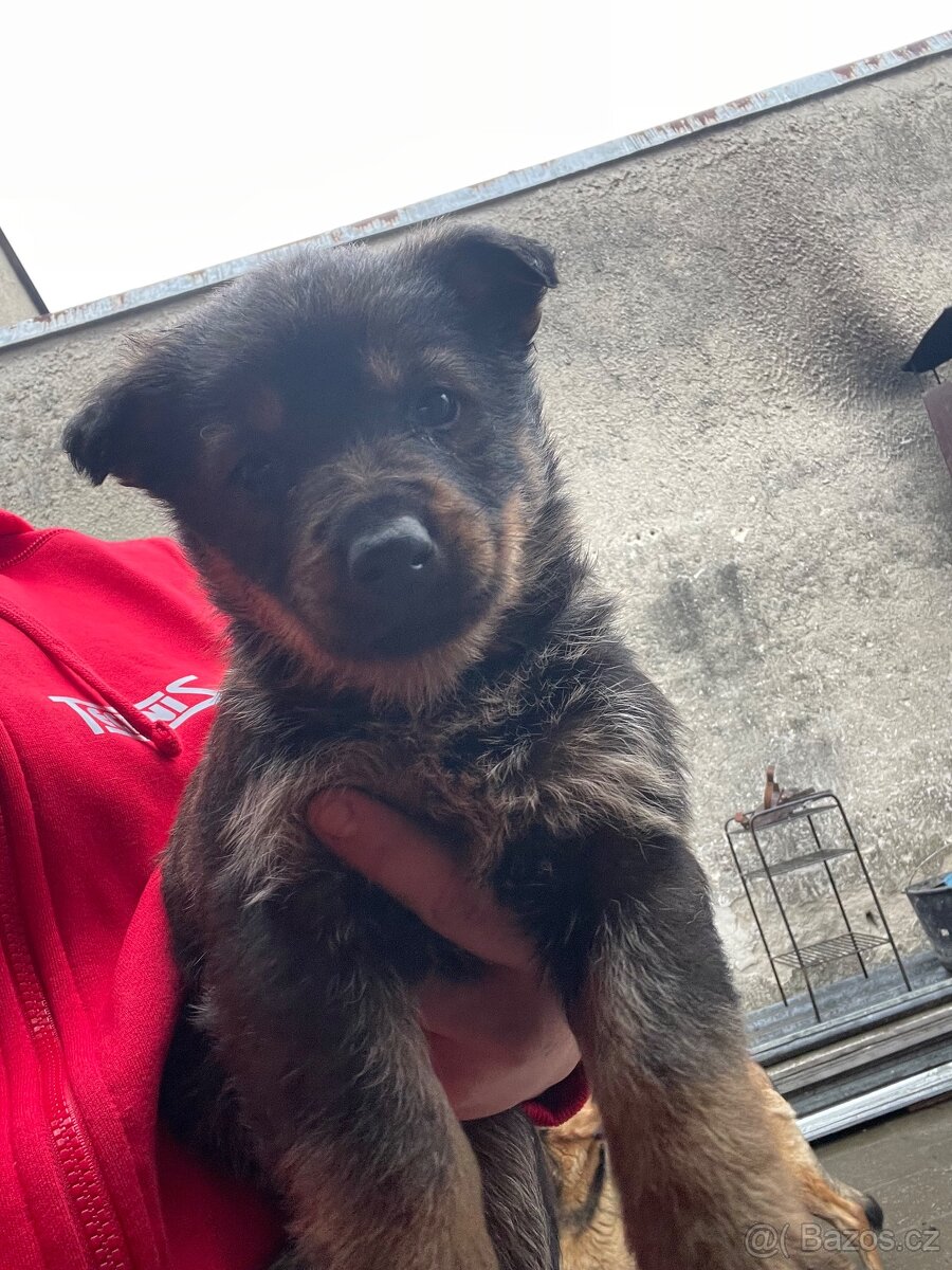 Inzerát – štěňata německého ovčáka - 4
