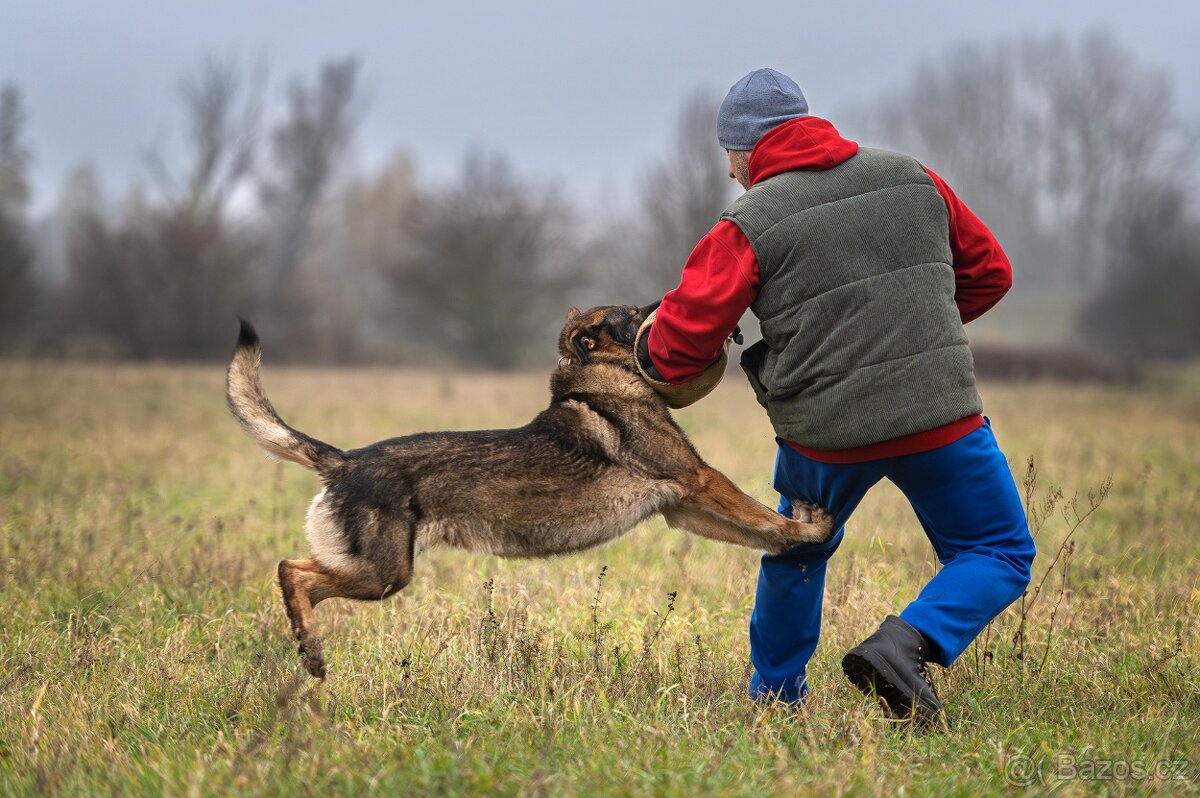 Německý ovčák štěňata s PP, work line, - 4